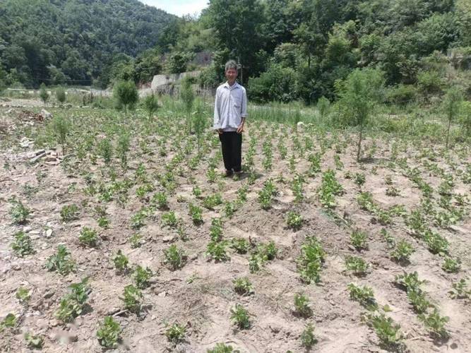 大南峪镇扎实推进小杂粮种植检查验收工作