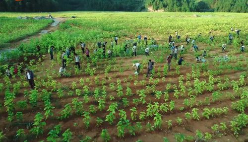 农忙种植杂粮