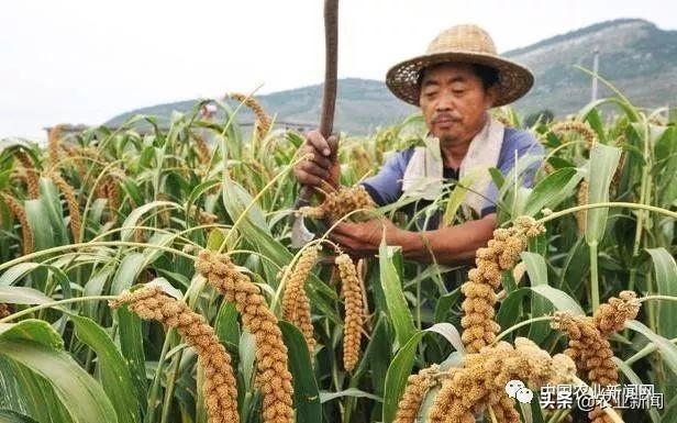 "一卡通"粮食补贴正在发放中!还没领到的农民,年底多留意账户